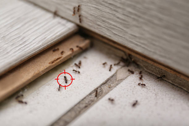Best Affordable Pest Control Services  in Ranchettes, WY