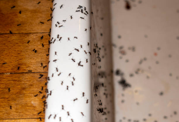 Best Exterminator Services  in Ranchettes, WY