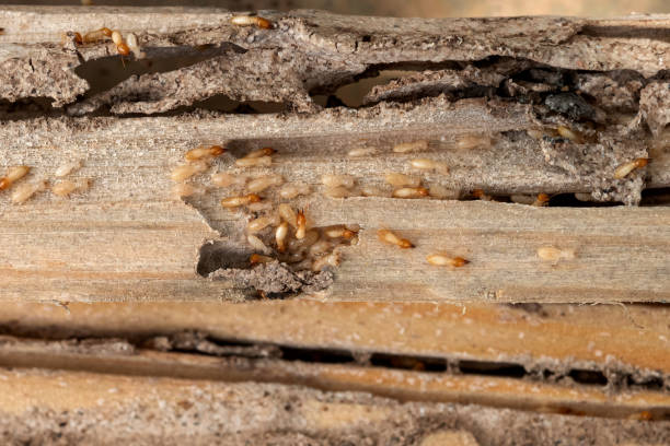 Best Termite Control Services  in Ranchettes, WY